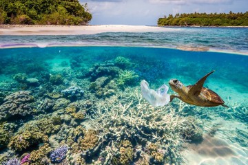 Why Marine Animals Ingest Ocean Plastic?